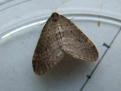 Winter Moth